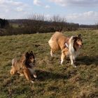 Collie und Sheltie