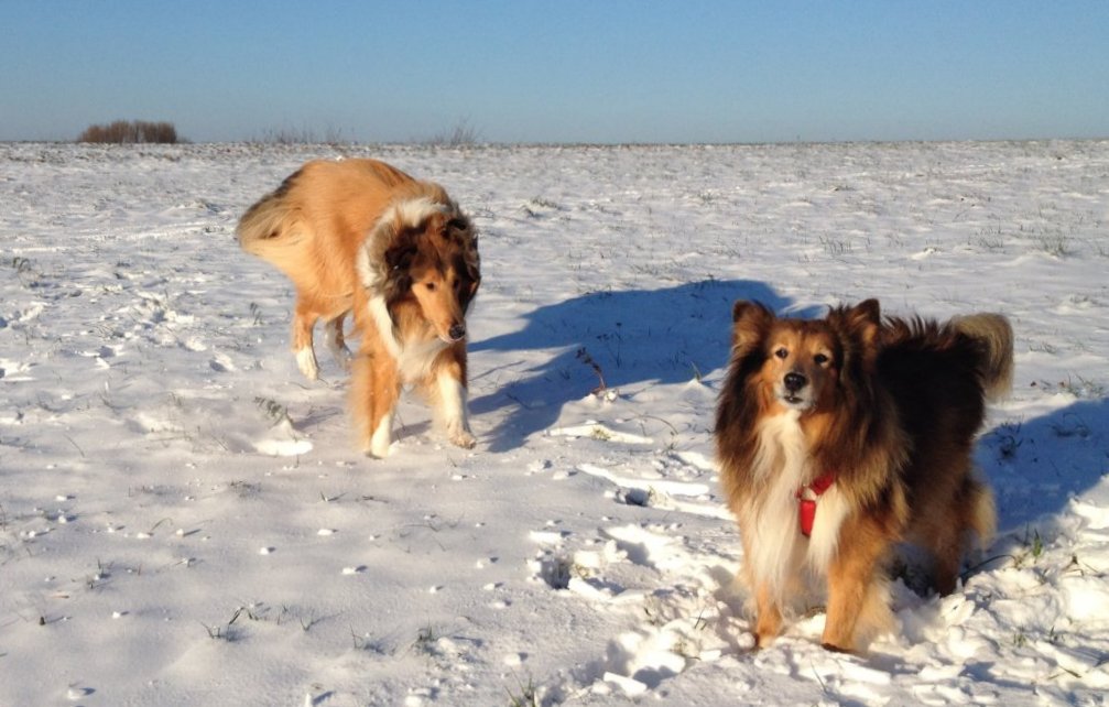 Collie und Sheltie im Schnee