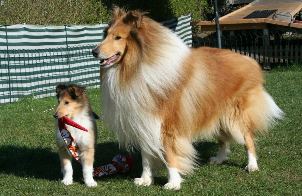 Collie und Welpe