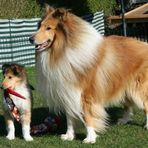 Collie und Welpe