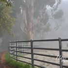 Collie Vally Reining Association 