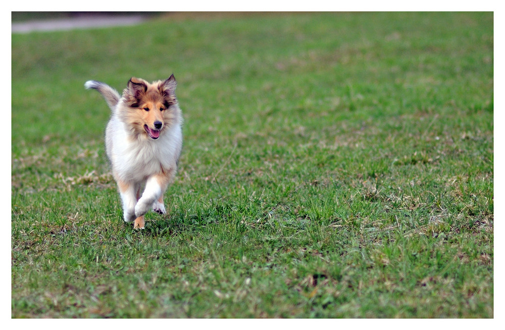 Collie Welpe Shakira