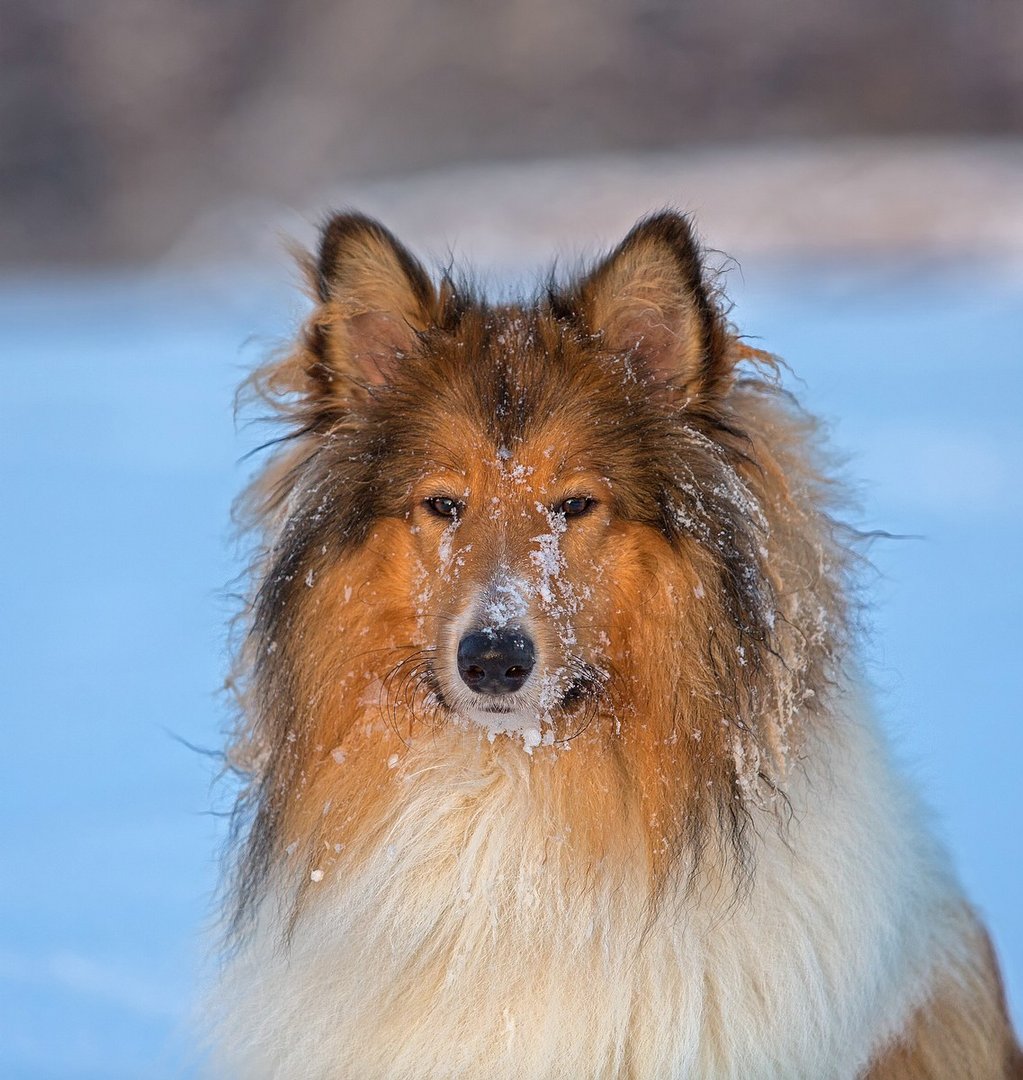 Collieportrait