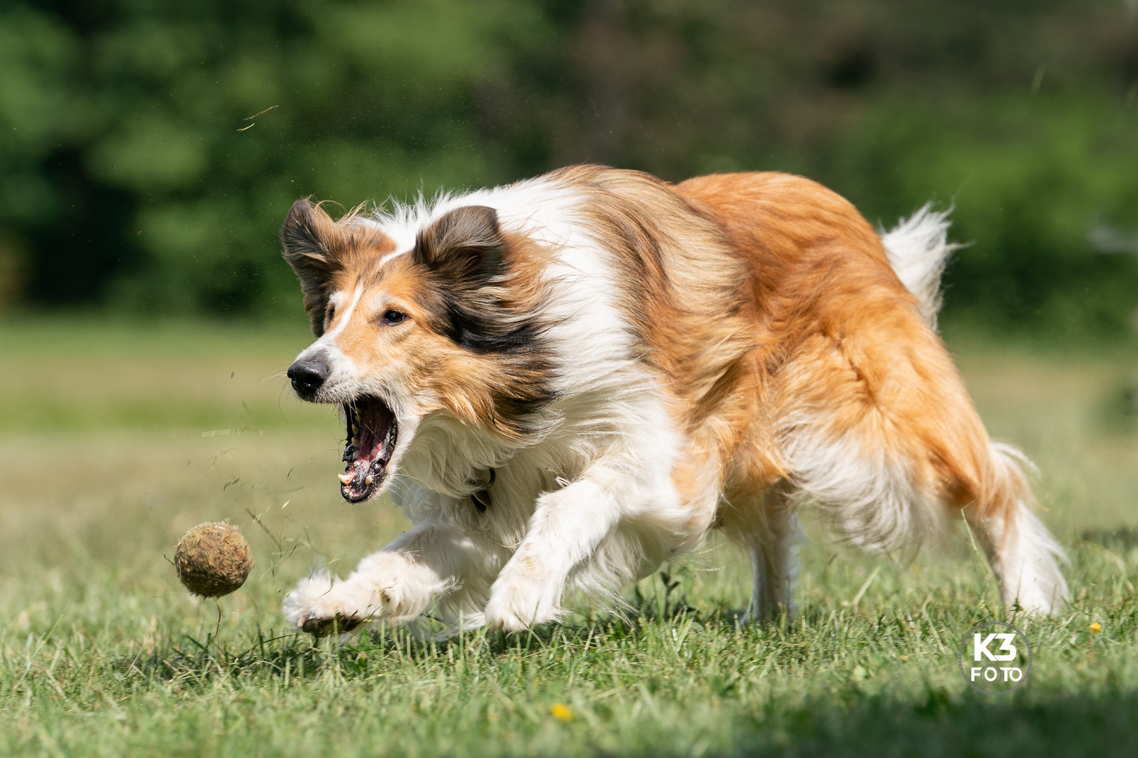 Colliepower