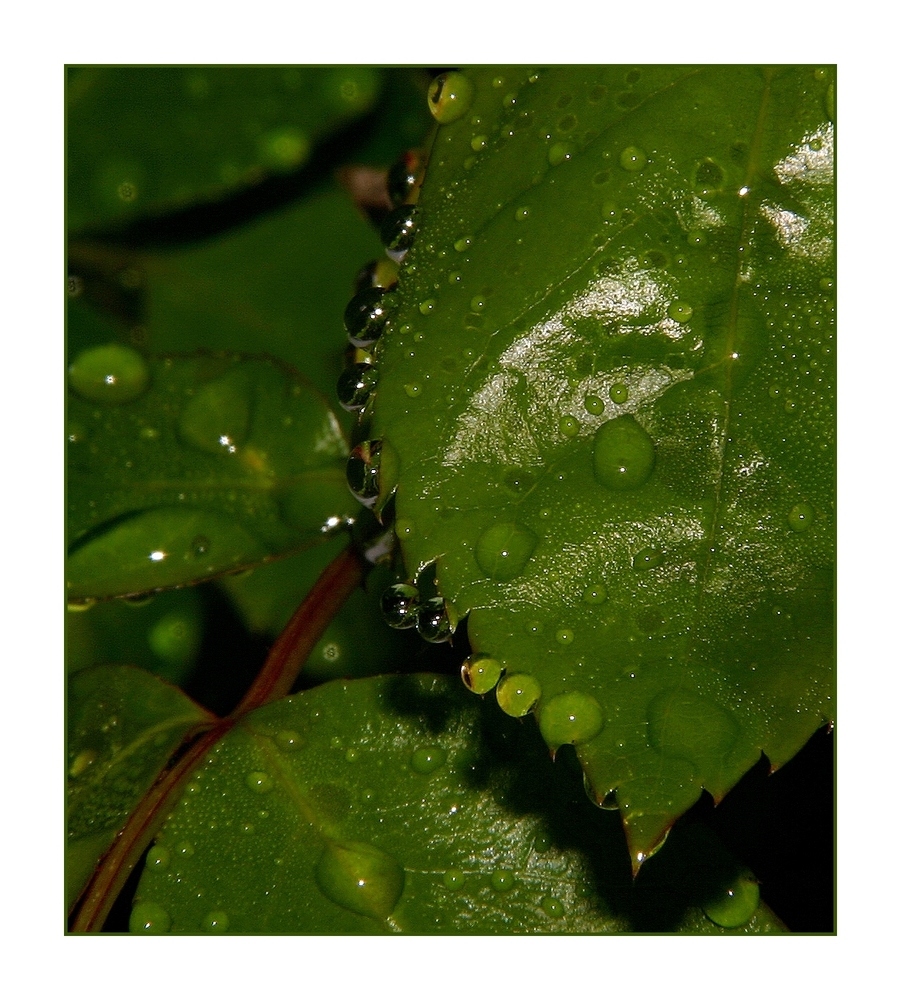 " Collier de gouttes de pluie "