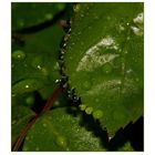 " Collier de gouttes de pluie "