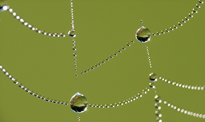 Collier de perles