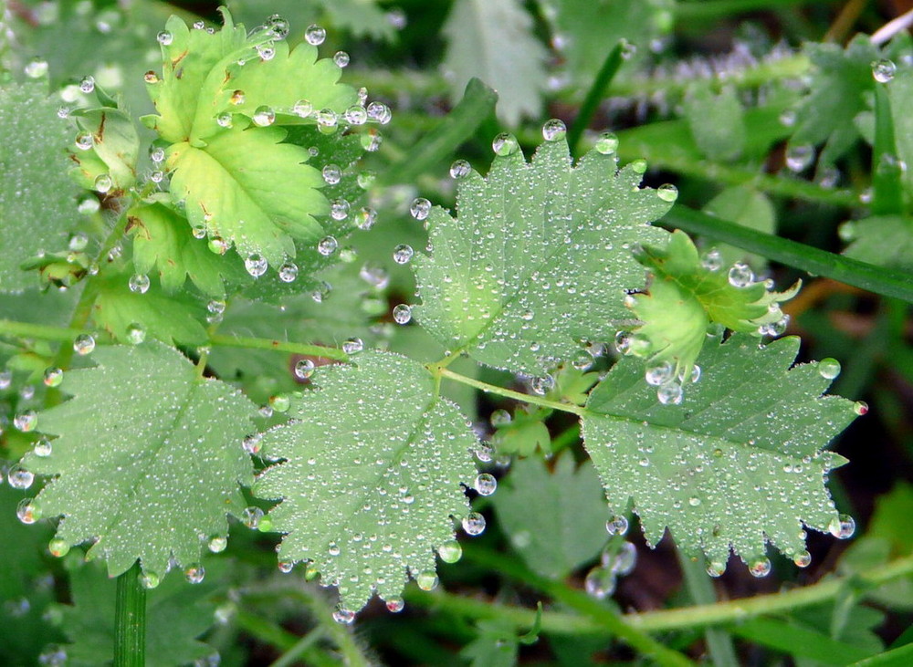 Collier de perles.... de rosée