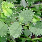 Collier de perles.... de rosée