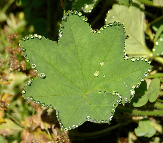 Collier de perles de rosée sur feuille d'alchémille