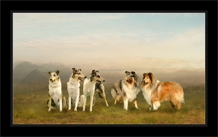 Collies