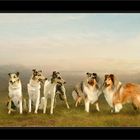 Collies