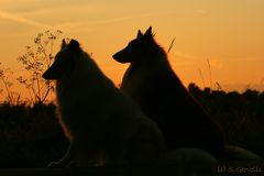 Collies am Abend