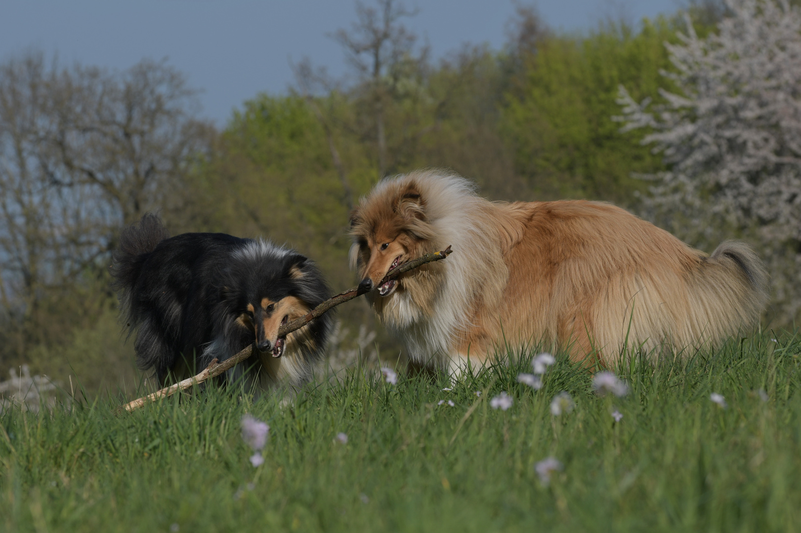 Collies beim Spiel