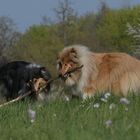 Collies beim Spiel