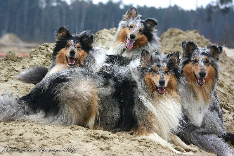 Collies bunt gemischt...