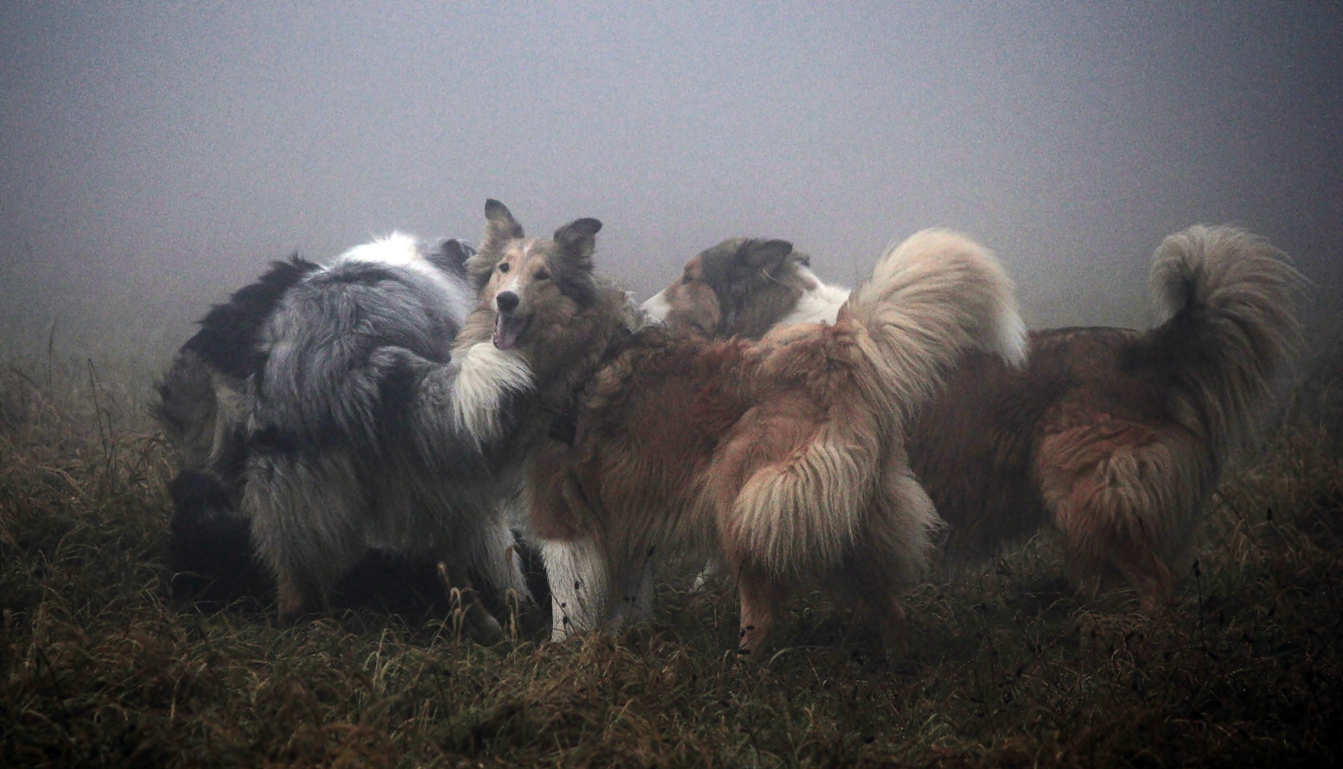 Collies im Nebel