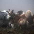 Collies im Nebel