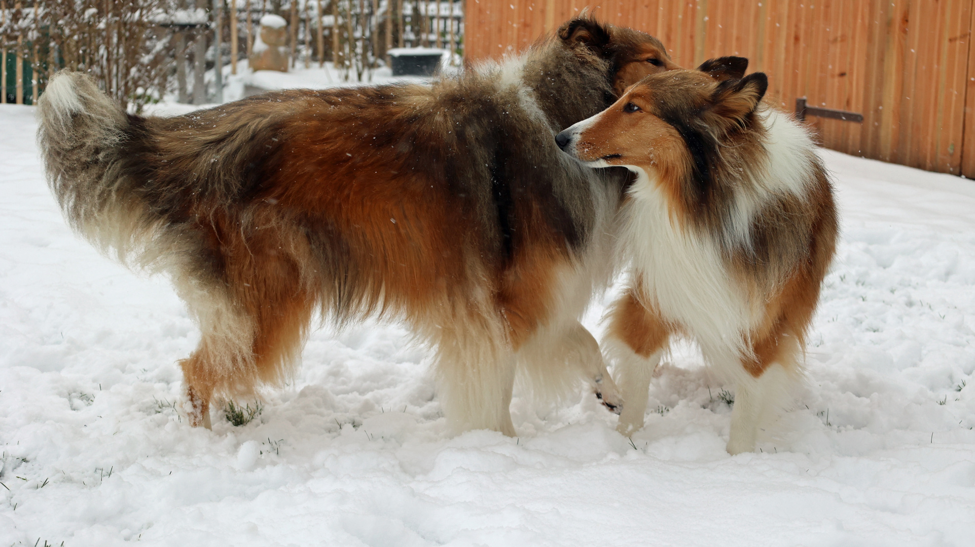 Collies im Schnee