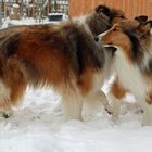 Collies im Schnee