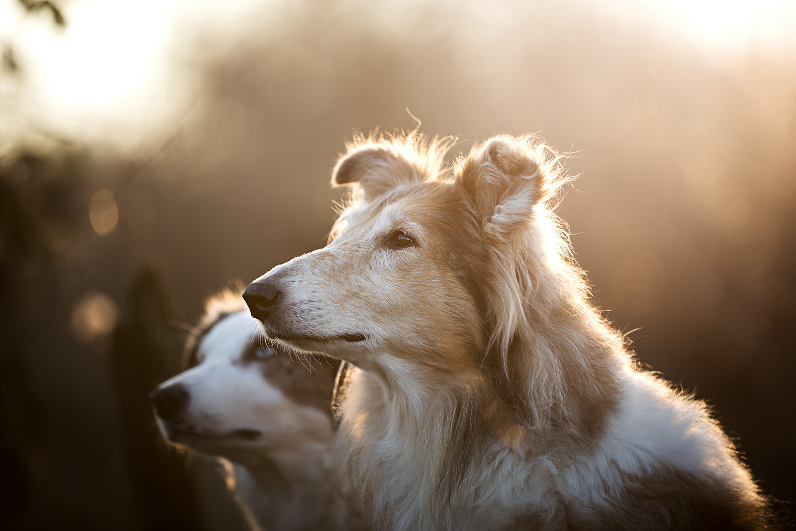 Collies im Sonnenuntergang