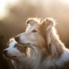 Collies im Sonnenuntergang