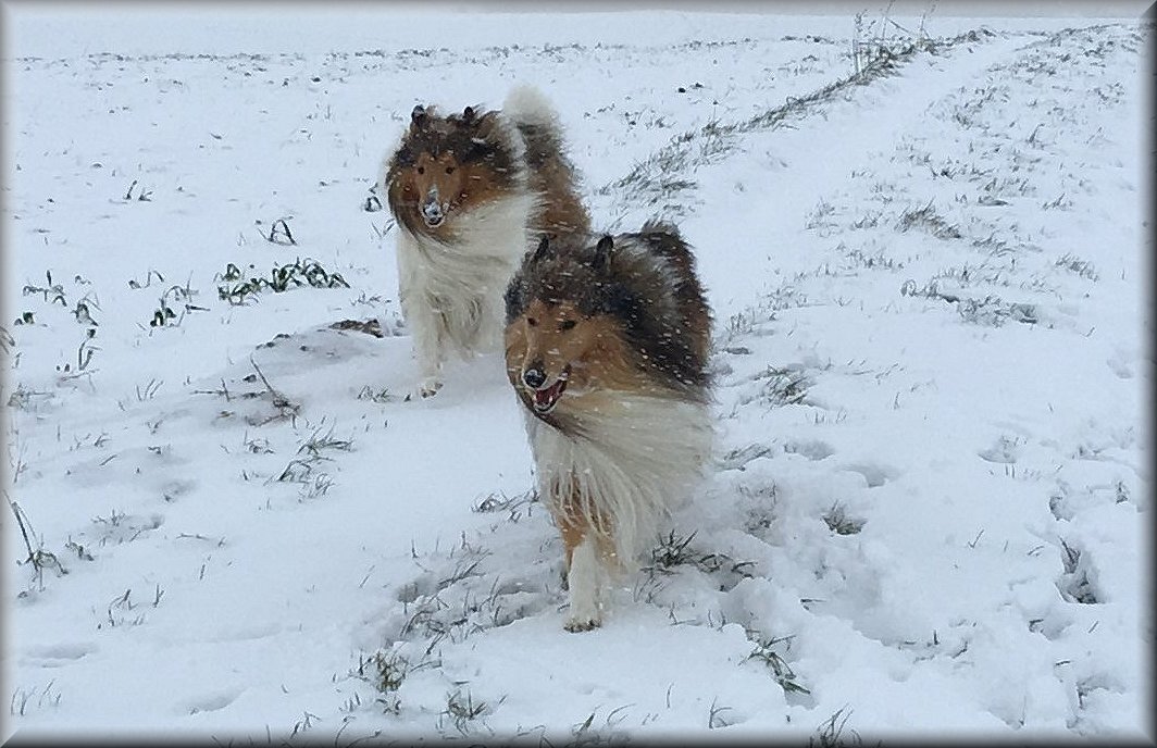 Collies im Winter