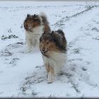 Collies im Winter