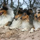 Collies ......In den Dünen