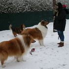 Collies mit Sheltie