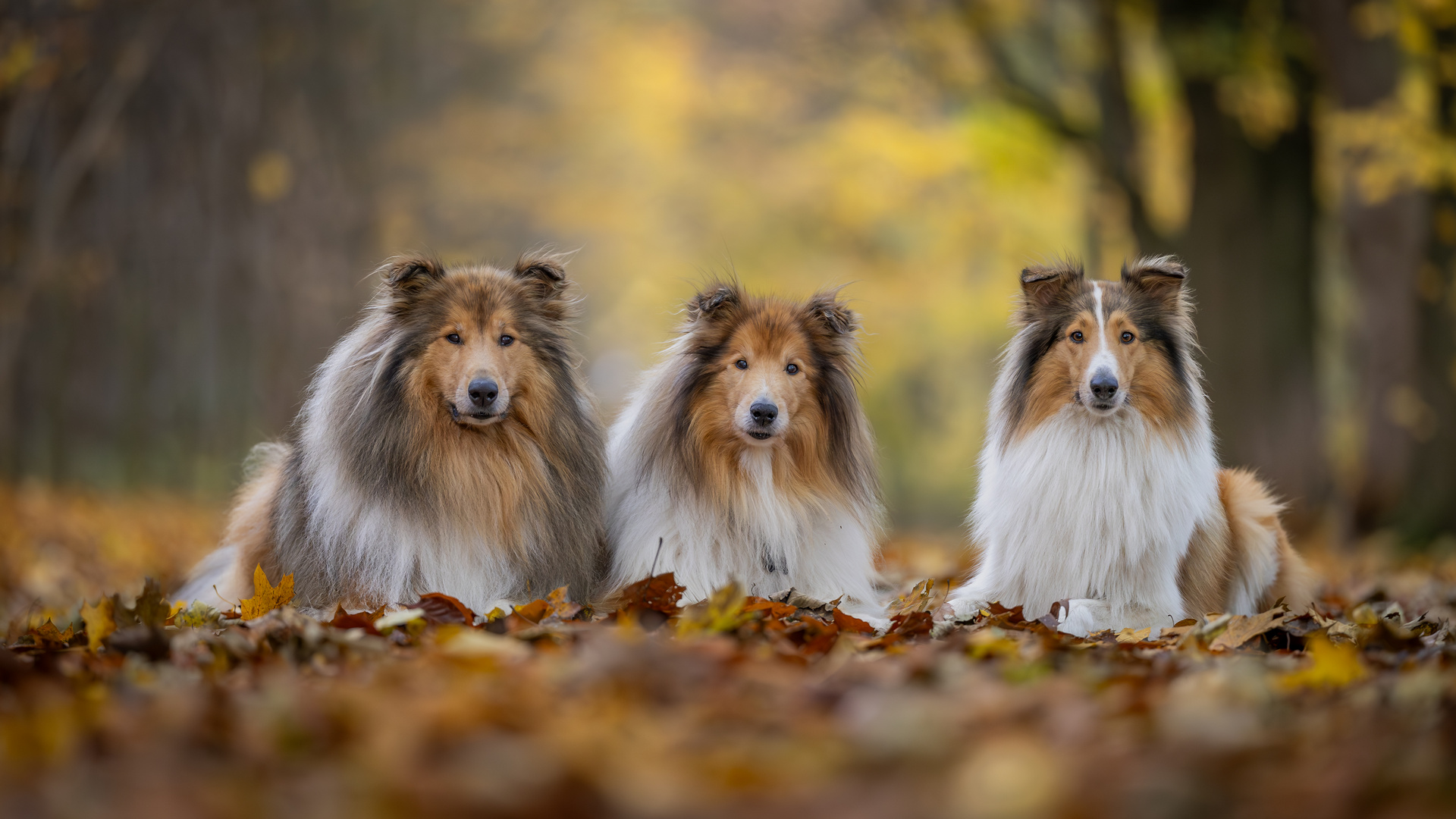 Collies Ton-in-Ton mit dem Herbst 