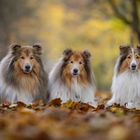 Collies Ton-in-Ton mit dem Herbst 