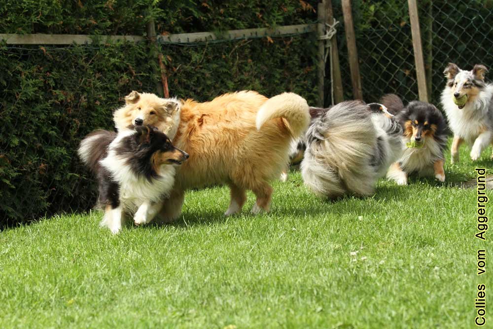 Collies und Shelties vom Aggergrund