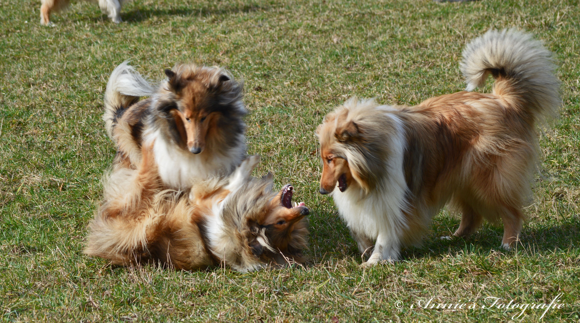 Collies unter sich