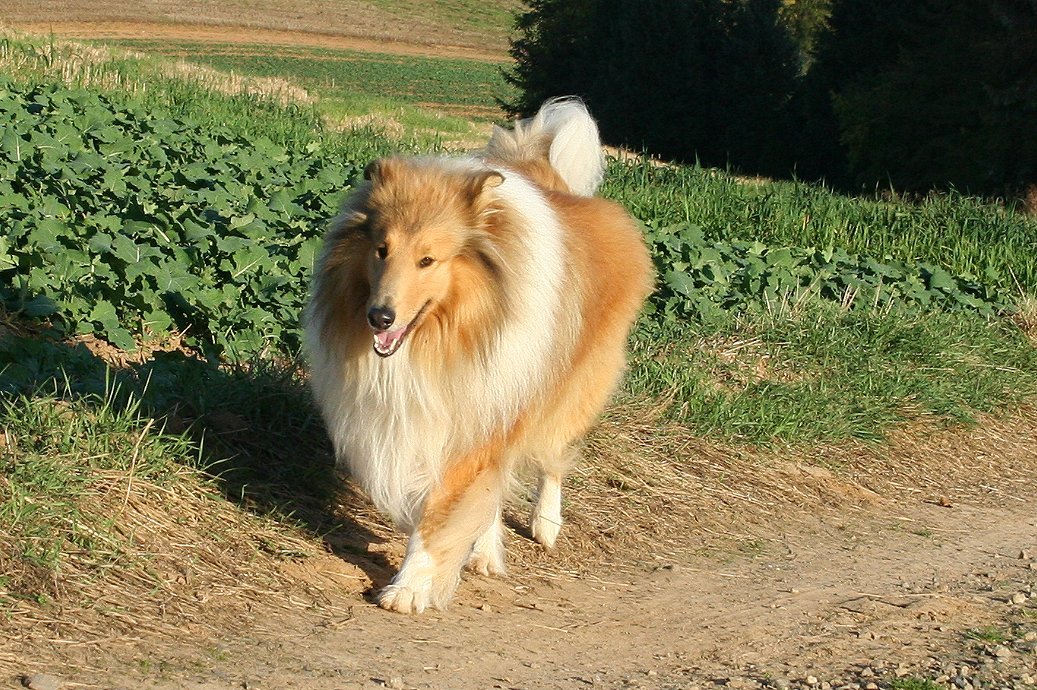 Collies unterwegs