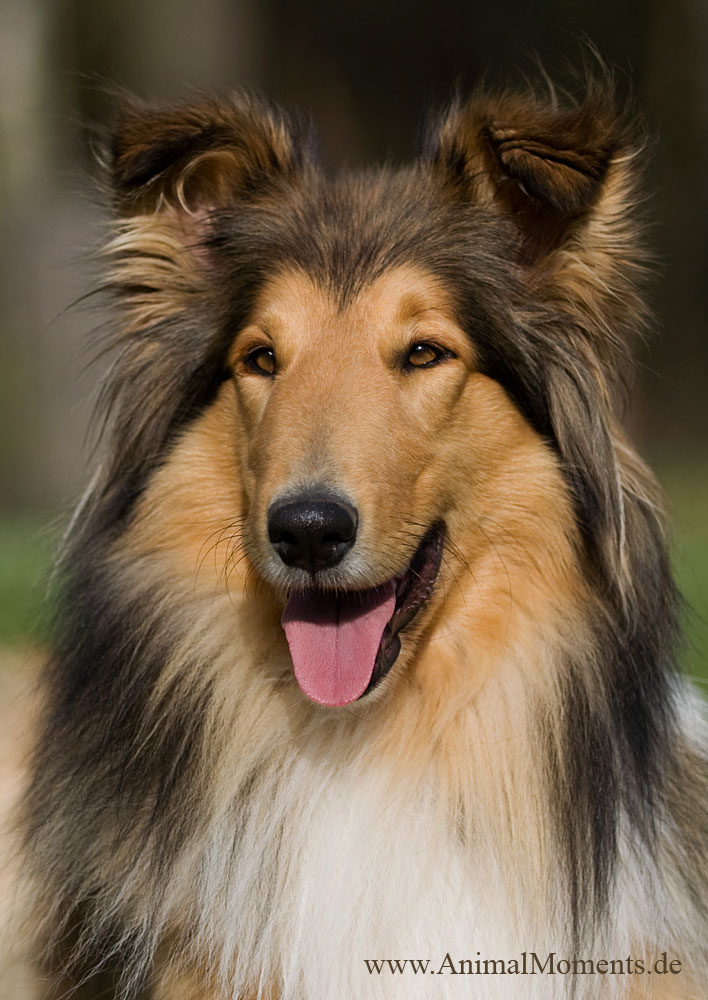 Collieschönheit im Abendlicht