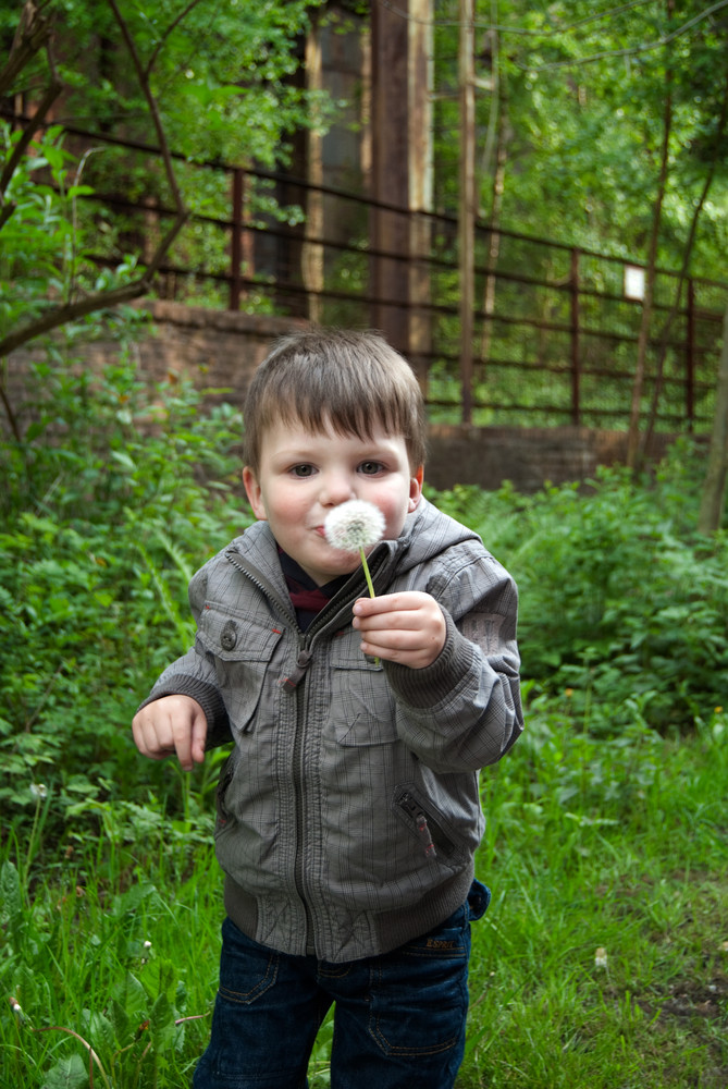 Collin und die Pusteblume