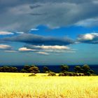 Collina di grano sul mare