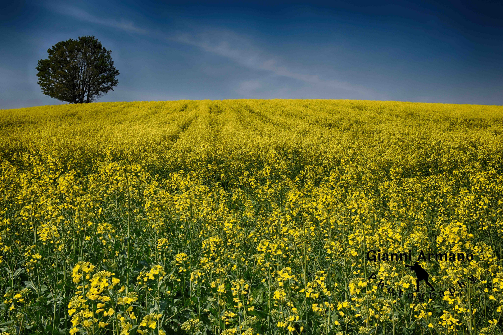 Collina gialla di Valmadonna, Monferrato, Alessandria, Piemonte, Italia