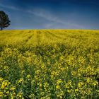 Collina gialla di Valmadonna, Monferrato, Alessandria, Piemonte, Italia