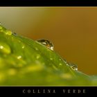 collina verde