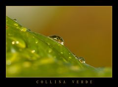 collina verde