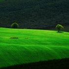collina verde