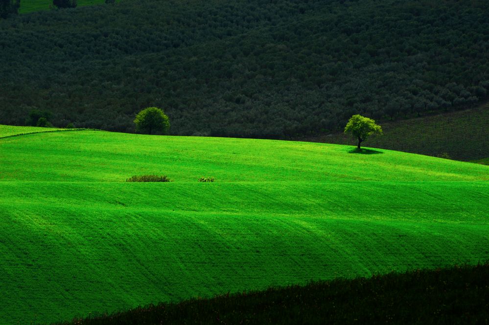 collina verde