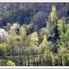 Colline boisée