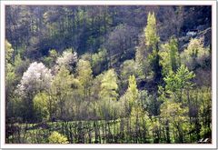 Colline boisée