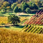 colline del lambrusco