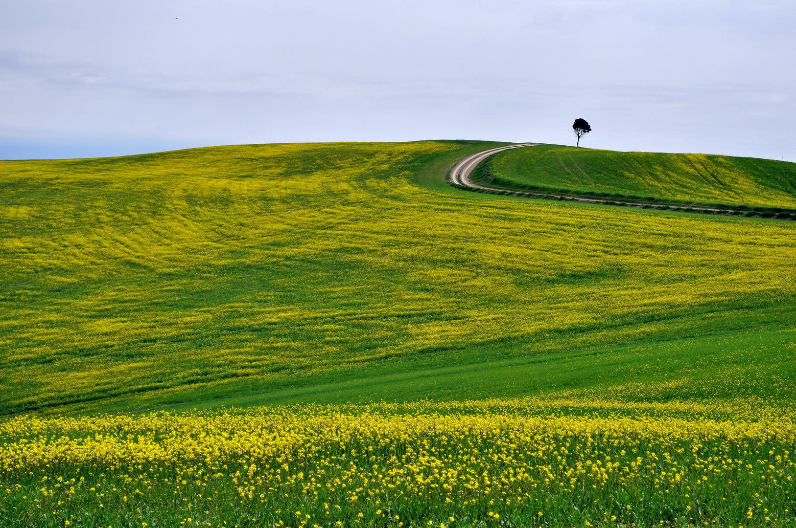 Colline del senese -4-