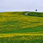 Colline del senese -4-