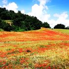 Colline della Tuscia